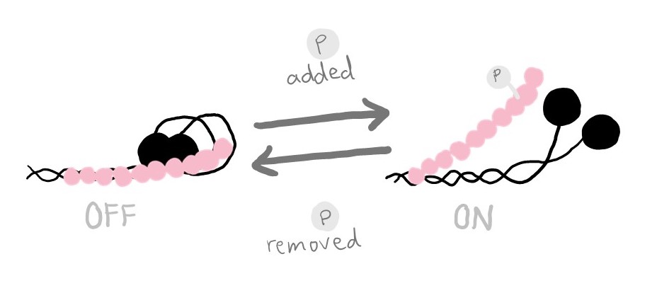 On the left is myosin "turned off," with MyBP-C sticking to its neck.  On the right is a myosin "turned on," with MyBP-C no longer sticking to its neck. Between these are arrows indicating that phosphorylation allows MyBP-C to go back and forth between these states.