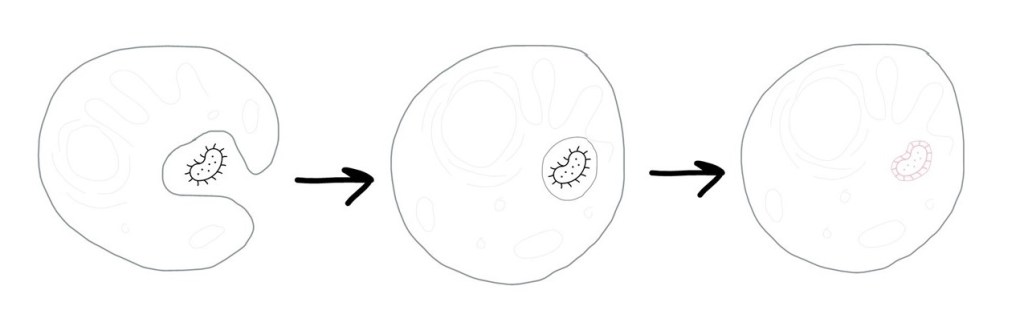 A cell eating a bacteria, which evolves into a mitochondrion.