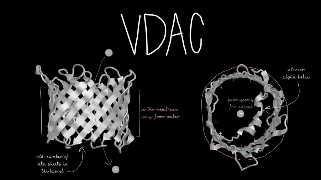Three dimensional structure models of VDAC. VDAC is a barrel shape made of an odd number of beta-sheets. The inside of the barrel is lined with positive charges to allow anions to pass through. There is also an alpha helix on the inside.