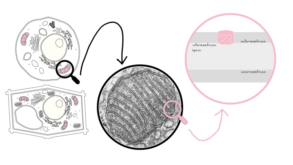 Mitochondria are in the cell, the outer mitochondrial membrane is in the mitochondria, and the protein VDAC is in the outer mitochondrial membrane.