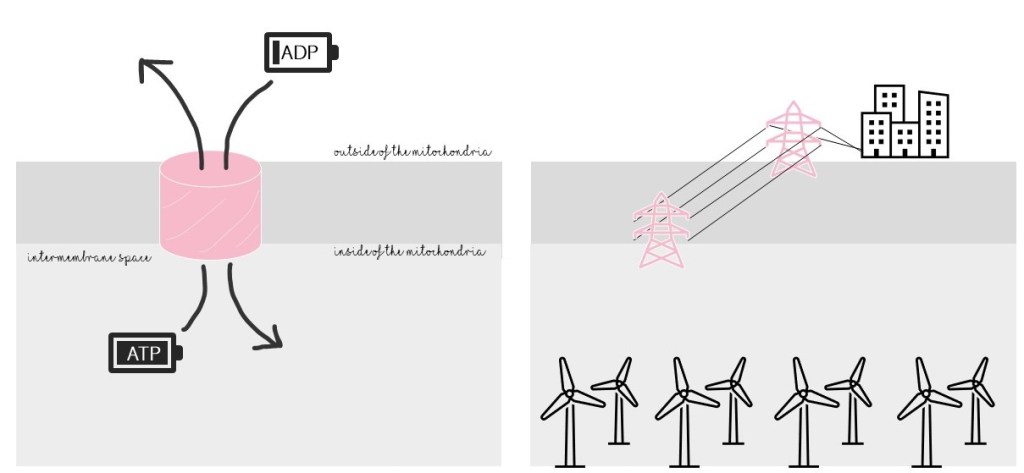Left: VDAC lets ADP (which is like an uncharged battery) into the mitochondria. It also lets ATP (like a charged battery) out of the mitochondria.
Right: VDAC is like a powerline that connects the city on the outside to the power source on the inside.