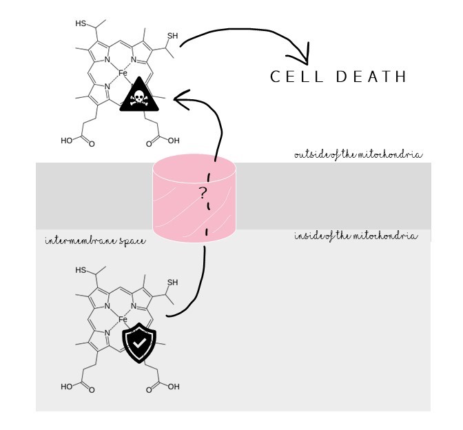 Cytochrome c is safe when inside the mitochondria, but when VDAC lets it out of the mitochondria, it triggers cell death.