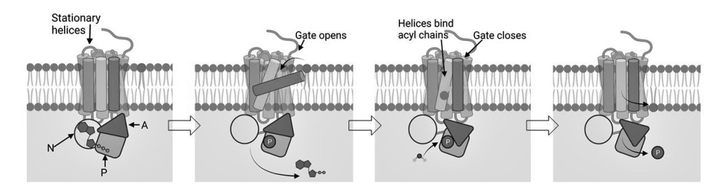 Diagram of flippase's mechanism.
1. ATP binds, all helices are stationary.
2. ATP's phosphate is taken by flippase, which tilts the helices to open a gate.
3. The phospholipid enters the gate head-first and the gate closes.
4. Flippase releases the phosphate ion and the phospholipid.
