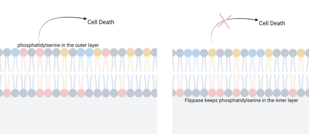 Phosphatidylserine in the outer layer of the membrane triggers cell death. Flippase keeps phosphatidylserine in the inner layer.