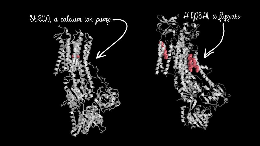 Side-by-side models of SERCA,  calcium ion transporter, and ATP8A1, a flippase. They have hardly any structural differences.
