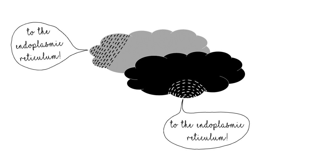 Cartoon hCG with signal peptides highlighted. Each one has a speech bubble saying, "to the endoplasmic reticulum!"