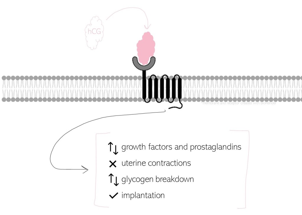 Diagram of hCG binding to a receptor on a cell. The following effects are outlined as a result of binding: regulation of growth factors and prostaglandins, decrease in uterine contractions, regulation of glycogen breakdown, and promotion of implantation. (*The membrane and receptor in this figure were created with BioRender.)