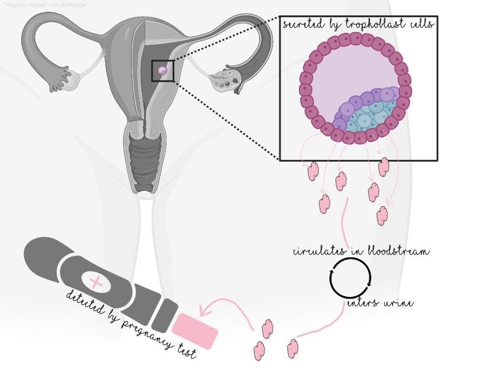Diagram showing hCG secreted by trophoblast cells in the developing blastula. hCG circulates in the bloodstream and enters the urine where it can be detected by a pregnancy test. (*The majority of this figure was created with BioRender.)