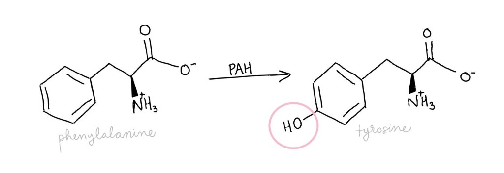PAH reaction: an oxygen atom is added to phenylalanine to make tyrosine.