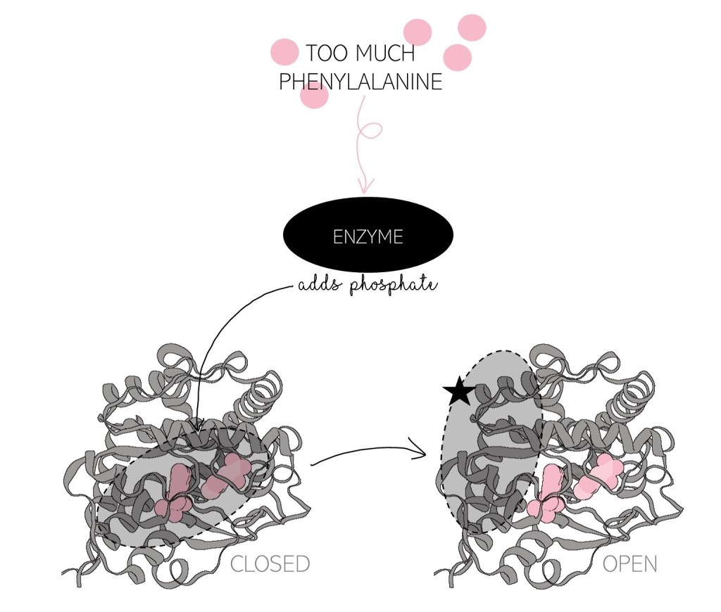 Diagram of PAH's regulation by phosphorylation. Too much phenylalanine promotes an enzyme to add a phosphate to PAH's regulatory domain. Once the phosphate is added, the regulatory domain, which blocked the active site, moves out of the way to allow phenylalanine to enter.