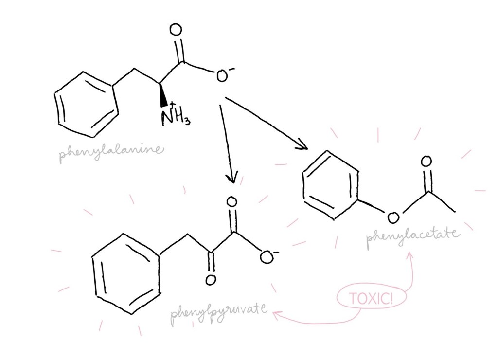 Phenylalanine can turn into phenylacetate or phenylpyruvate, both toxic molecules.