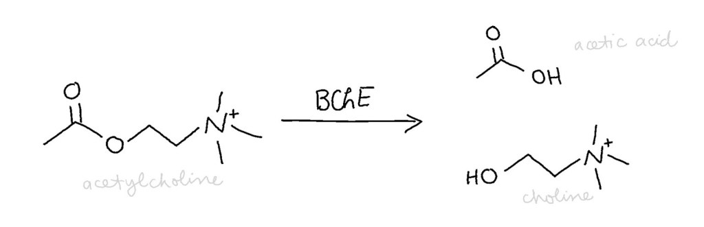 Acetylcholine is broken down by BChE into acetic acid and choline