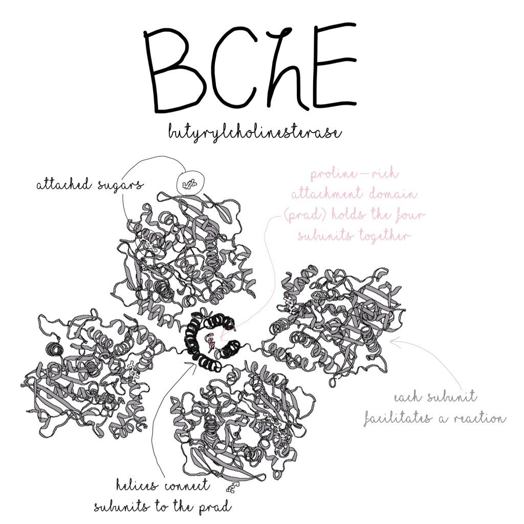 Three dimensional model of BChE. Each of four subunits facilitates a reaction. Helices connect subunits to the PRAD--the proline-rich attachment domain--at the center of the four subunits.
(Figure was partially created using ProteinImager)