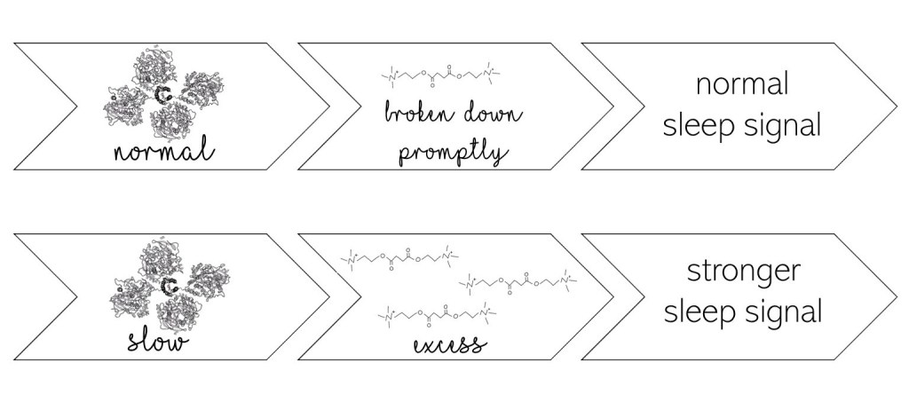 Normal BChE function --> succinylcholine broken down properly --> normal sleep signal

Slow BChE function --> excess succinylcholine --> stronger sleep singal