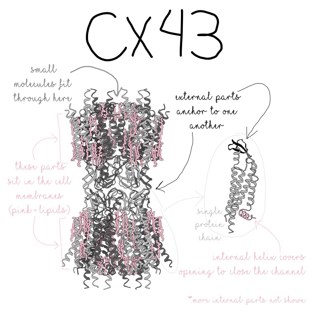 Three dimensional model of Cx-43 gap junction, and single chain. The complete gap junction has somewhat of a dumbbell shape, with a skinnier middle section connecting two larger, barrel-shaped domains. Each of the larger domains sit in the cell membranes, and membrane lipids are shown parallel to the chains of these larger domains. Each chain has external parts which anchor to one another, allowing the two domains in different cells to connect. Small molecules fit through an opening in the middle of the larger domain that continues through the smaller section and into the larger domain on the opposite side. Internal helices on each individual chain can cover the opening to close the channel. 