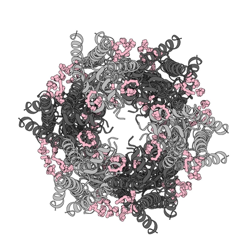 Top view of Cx43 gap junction