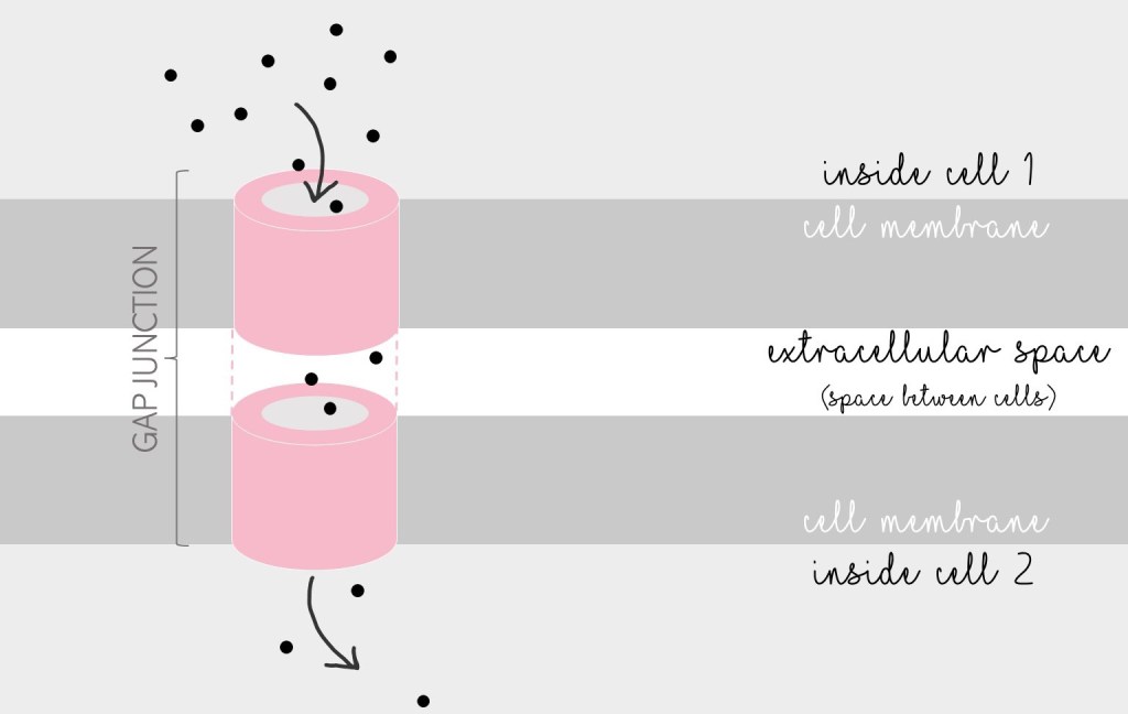 Diagram of a gap junction. The membranes distinguishing two cells are shown with some space between them (labeled "extracellular space"). Each cell membrane contains a barrel-shaped part of protein anchored to it, and the two parts are connected across the extracellular space. Small molecules are shown flowing through the gap junction from the inside of one cell to the other, like through a pipe or channel.