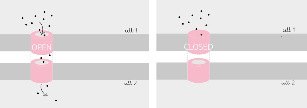 Left: When the gap junction is open, small molecules can flow through it from one cell to the other cell.
Right: When the gap junction is closed, small molecules cannot pass through.