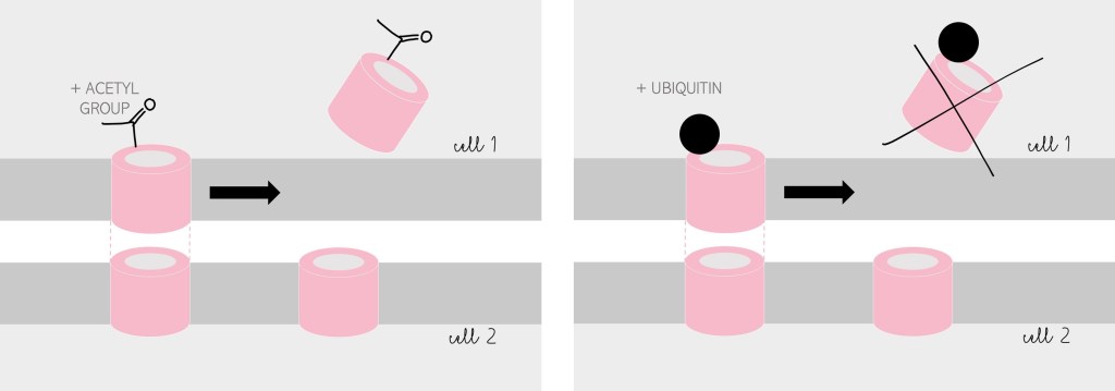 Left: When an acetyl group is added to Cx43, that Cx43 leaves the membrane.
Right: When ubiquitin is added to Cx43, that Cx43 is targeted for breakdown/recycling.