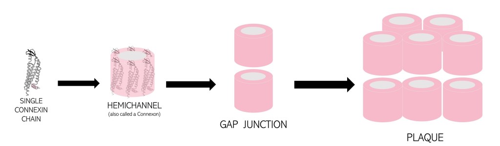 Diagram showing gap junction levels of structure. Six single protein chains called "connexins" come together in a cylindrical shape to form a "hemichannel." Two hemichannels align end-to-end to form a gap junction. Multiple gap junctions in one area are called a "plaque."