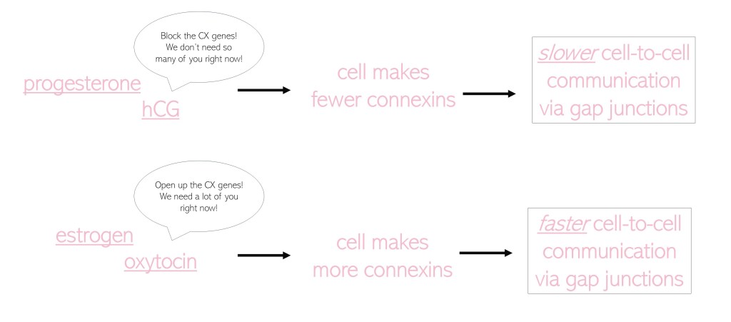 Top: progesterone and hCG say," clock the CX genes! We don't need so many of you right now!" --> cell makes fewer connexins --> slower cell-to-cell communication via gap junctions

Bottom: estrogen and oxytocin say, "Open up the CX genes! We need a lot of you right now!" --> cell makes more connexins --> faster cell-to-cell communication via gap junctions