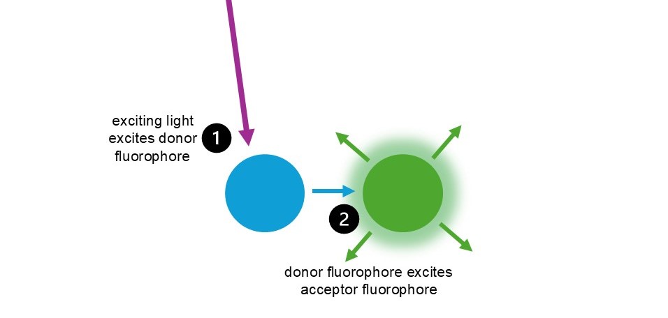 Diagram depicting FRET between two fluorophores. An exciting light, represented by a purple arrow, excited the donor fluorophore (blue). The donor fluorophore then excites the acceptor fluorophore, which emits green light.