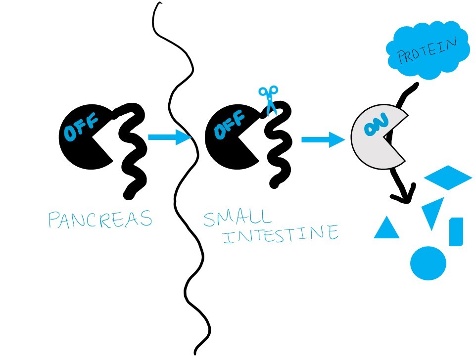 Diagram of a protease being activated after entering the small intestine