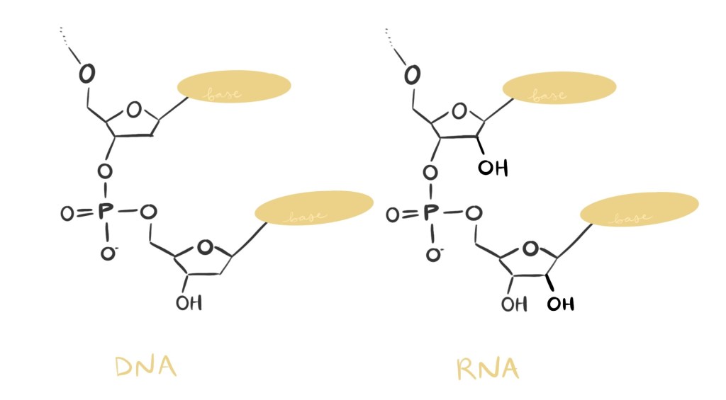 Structural diagrams of DNA and RNA side by side, demonstrating the chemical difference between "deoxyribo-" and "ribo-" (one oxygen atom on the 2' carbon).