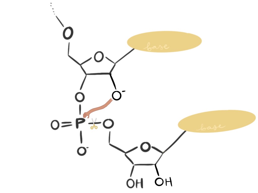 O' reaches out to grab P, as P cuts off one of its other oxygen atoms