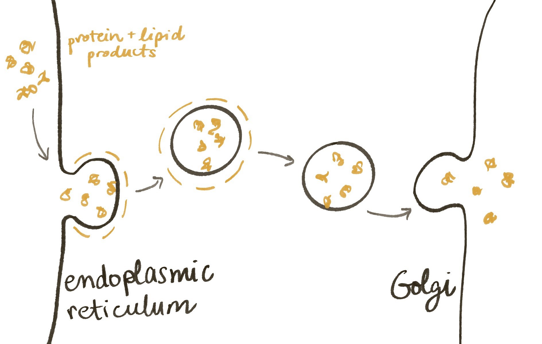 Diagram drawing showing transport of proteins from the ER to the Golgi. Begins with a bulge forming at the edge of the ER and around the proteins. This bulge pinches off into a bubble, now coated in other proteins. The coating falls off, then the bubble merges with the Golgi, dumping out the proteins.