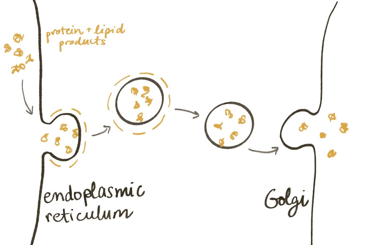 How Proteins Get Back Home, Part 1: Endoplasmic&nbsp;Reticulum