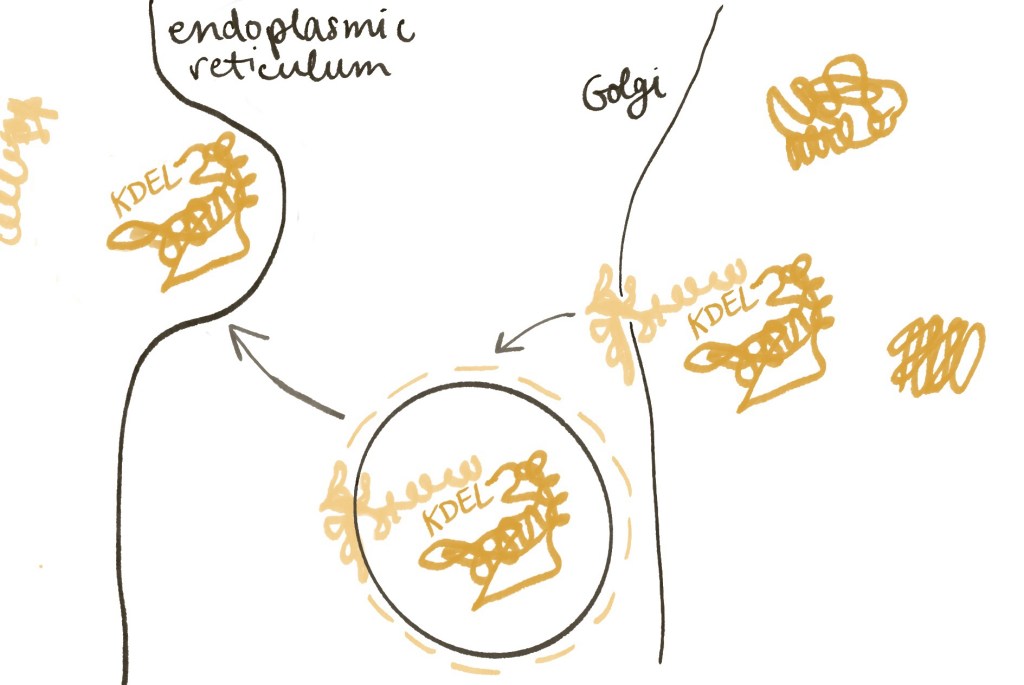 Diagram drawing of transport from the Golgi to the ER. In the Golgi, a protein with a KDEL sequence docks into receptor. The receptor and protein are enveloped by a bubble (vesicle) with a coating protein. The bubble merges with the ER, dumping the proteins out. 